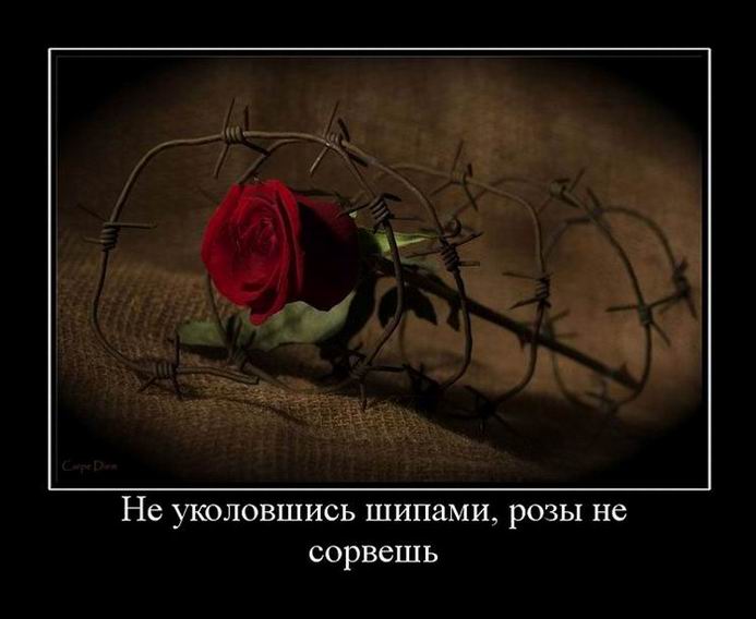 Не уколовшись шипами розы не сорвешь