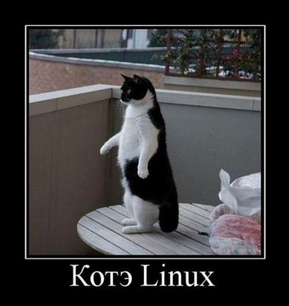 Кот Linux
