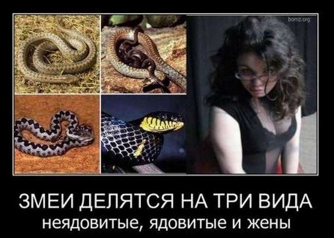 Змеи делятся на три вида