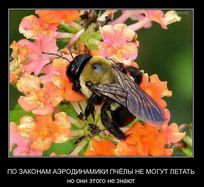 Пчёлы не могут летать