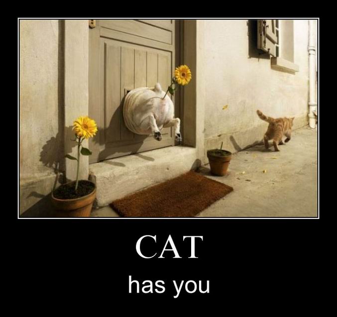 Cat has you