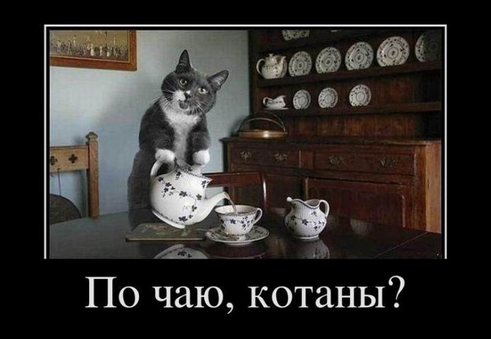 По чаю, котаны?