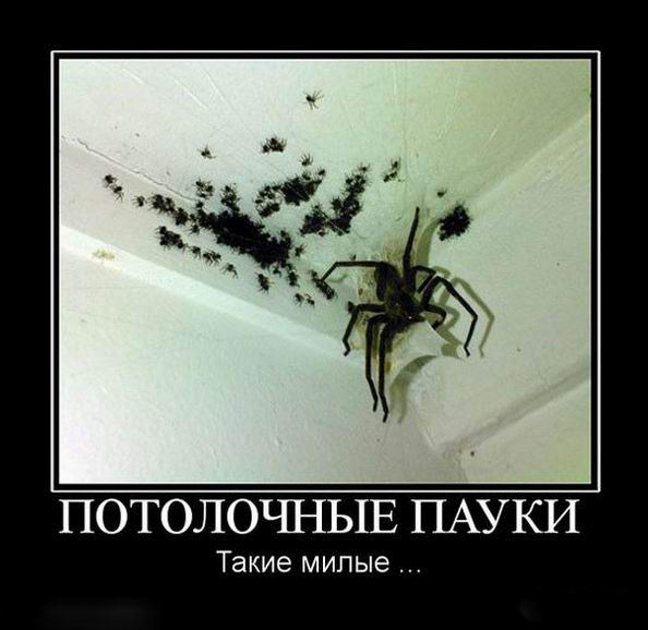 Потолочные пауки такие милые