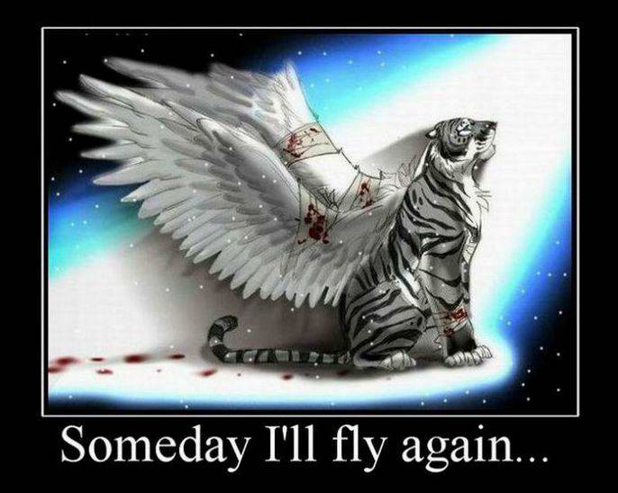 Someday I will fly again