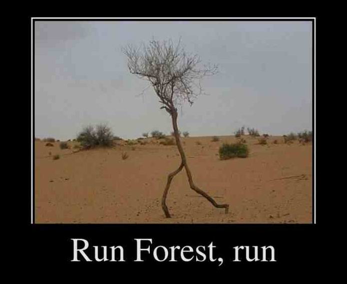 Run Forest, run
