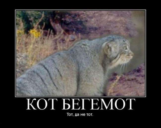 Кот бегемот. Тот, да не тот