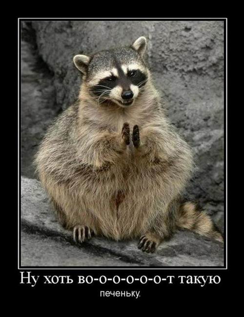 Ну хоть во-о-о-о-о-о-т такую печеньку