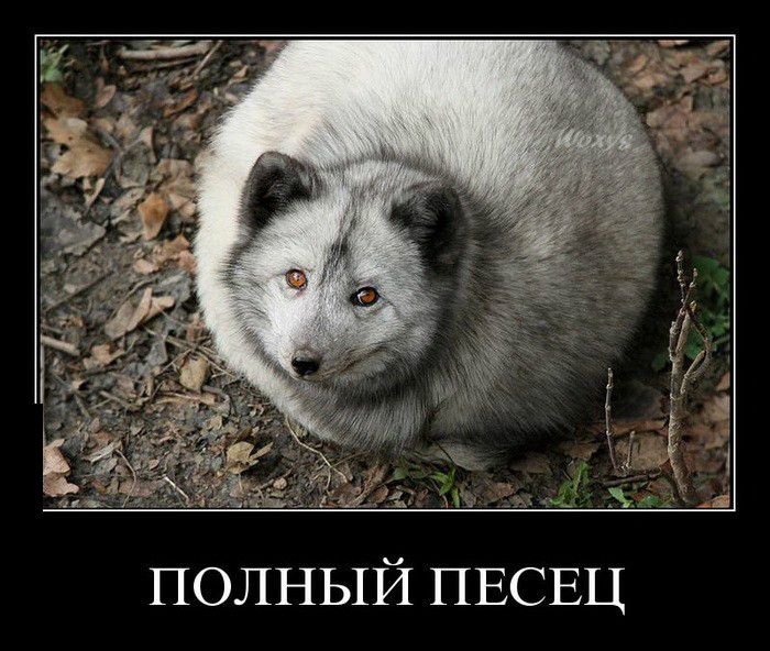 Полный песец
