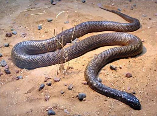 Тайпан или Жестокая змея Oxyuranus microlepidotus