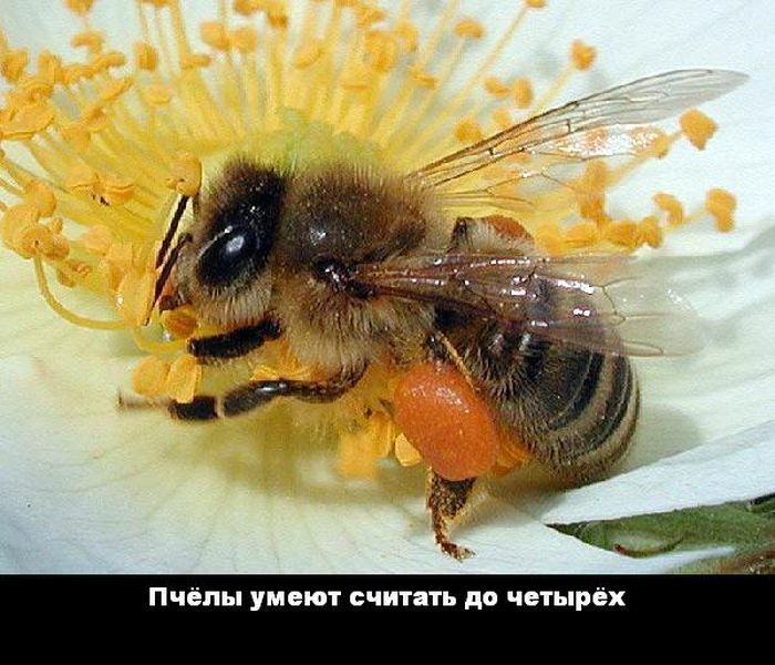 Пчёлы умеют считать до четырёх