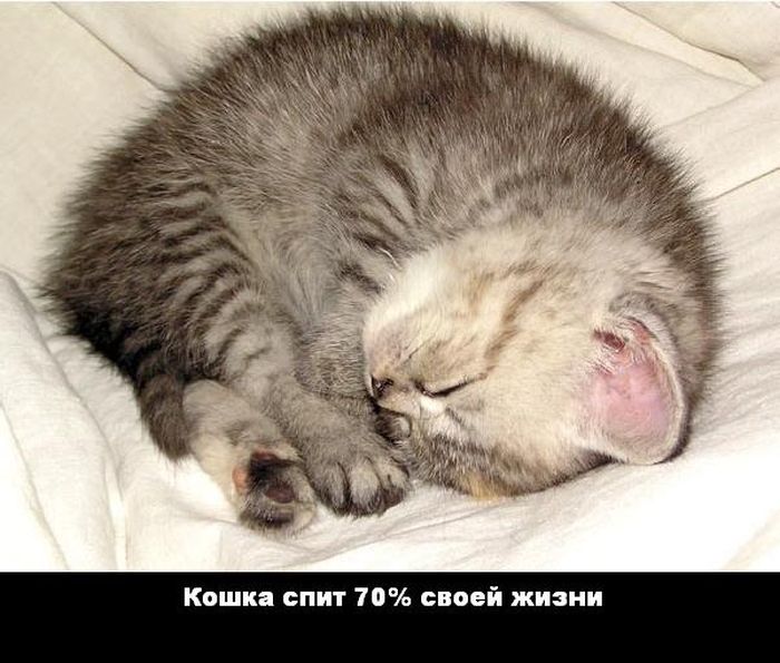 Кошка спит 70% своей жизни