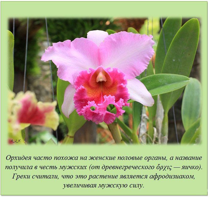 Орхидея и женские половые органы