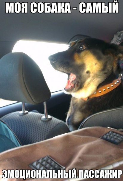 Моя собака самый эмоциональный пассажир