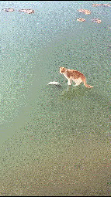 ����� � �����