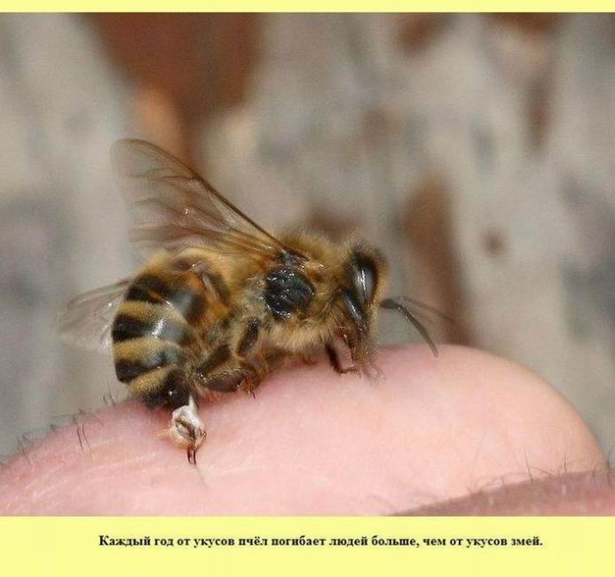 Каждый год от укусов пчёл
