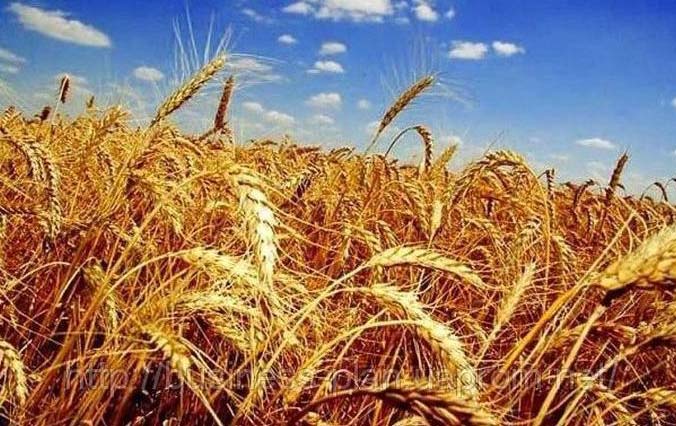 107 кг пшеницы на человека в год