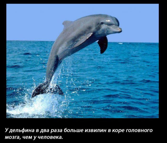 Дельфин и извилины