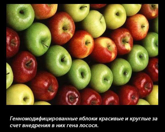 Генномодифицированные яблоки