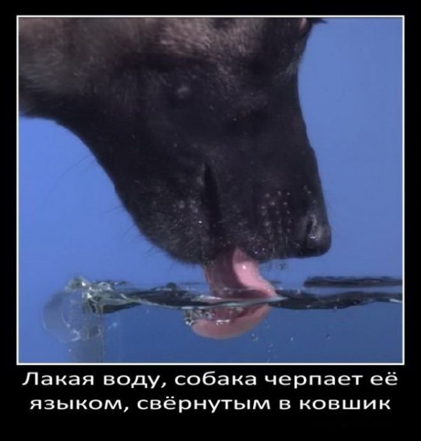 Как собака пьет воду?