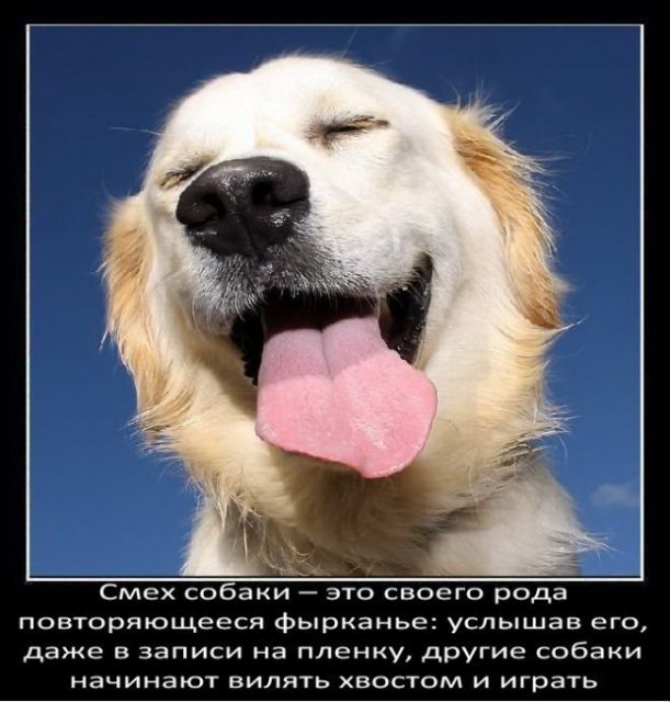 Смех собаки — это своего рода повторяющееся фырканье: услышав его, даже