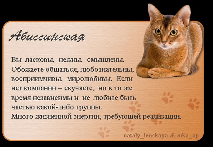Про котов (16 картинок)