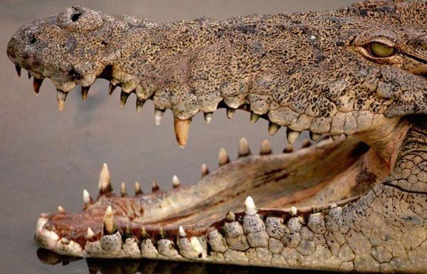 Челюсти крокодилов