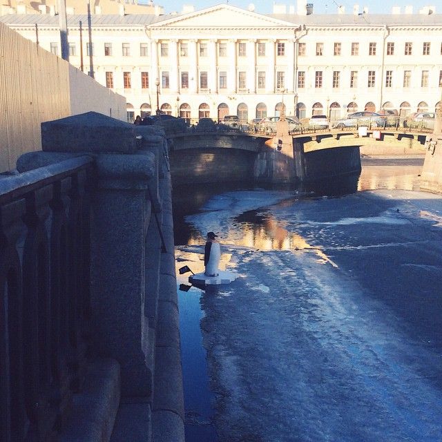В Санкт-Петербурге в канале Грибоедова появился пингвин (9 фото)