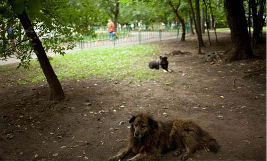 Бездомные собаки в москве