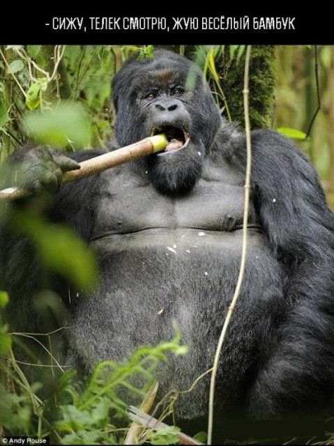 Фотожаба на пьяную гориллу (6 фотографий)