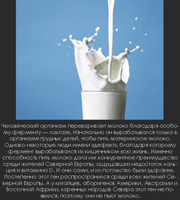 Молоко переваривается благодаря ферменту — лактозе
