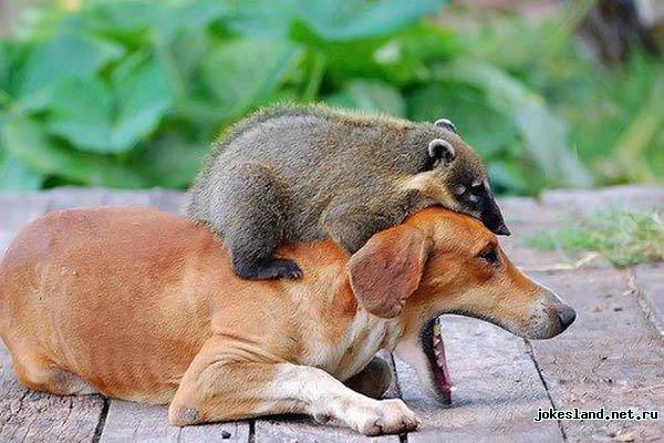 Животные любят друг-друга позитив