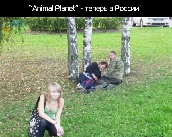 Animal Planet - теперь в России