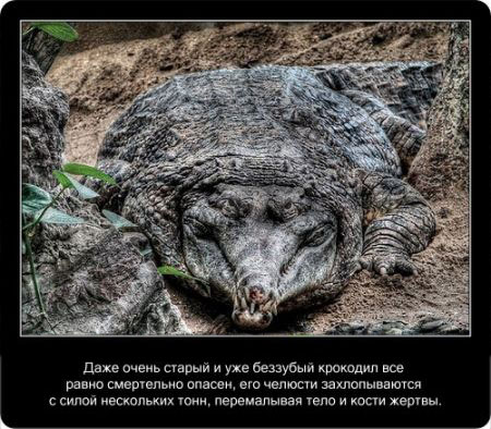 Факты про крокодилов в картинках