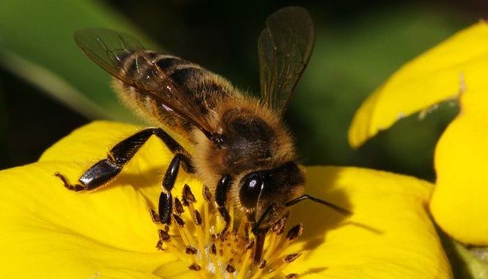 С точки зрения пчелы