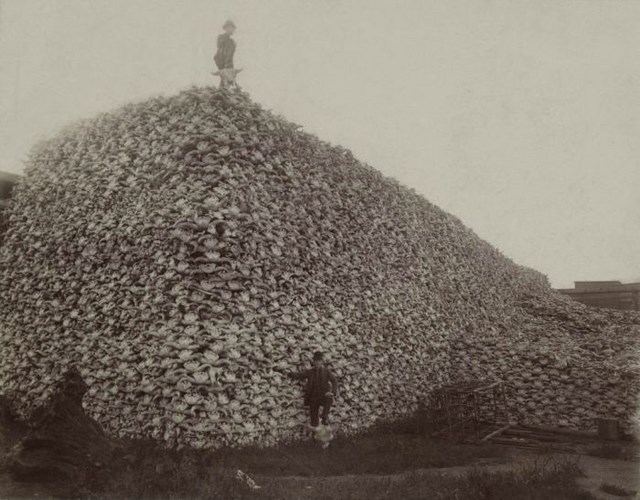 Гора черепов бизонов, 1870