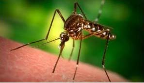 есто укуса комара приклеить скотч или помазать лаком для ногтей