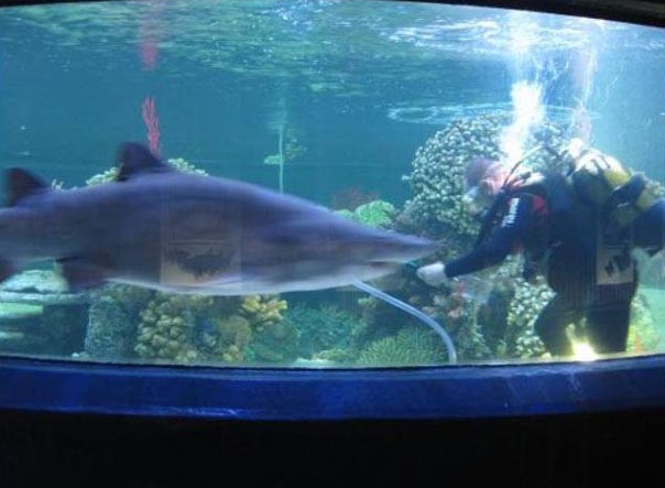 Чистильщик резервуара с акулами