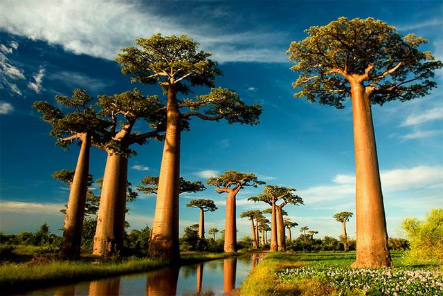 Удивительные деревья нашей планеты (18 фото)