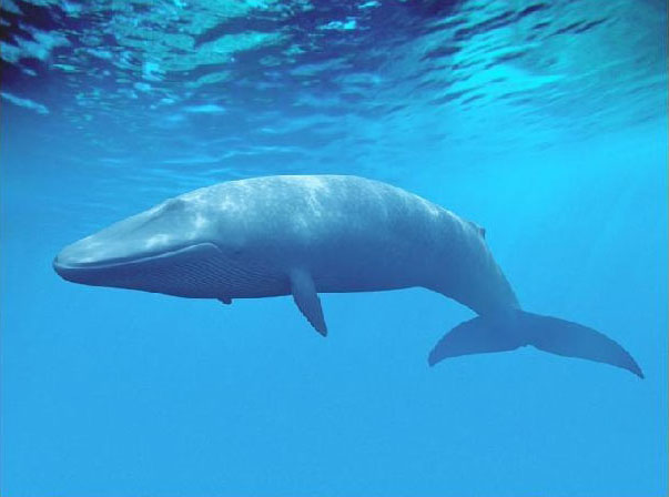 Самый крупный живой организм Заблуждение Голубой кит